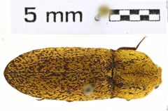 Foto (Dorsalansicht) von Lacon pyrsolepis (NHMW-ZOO-COL-0008155)